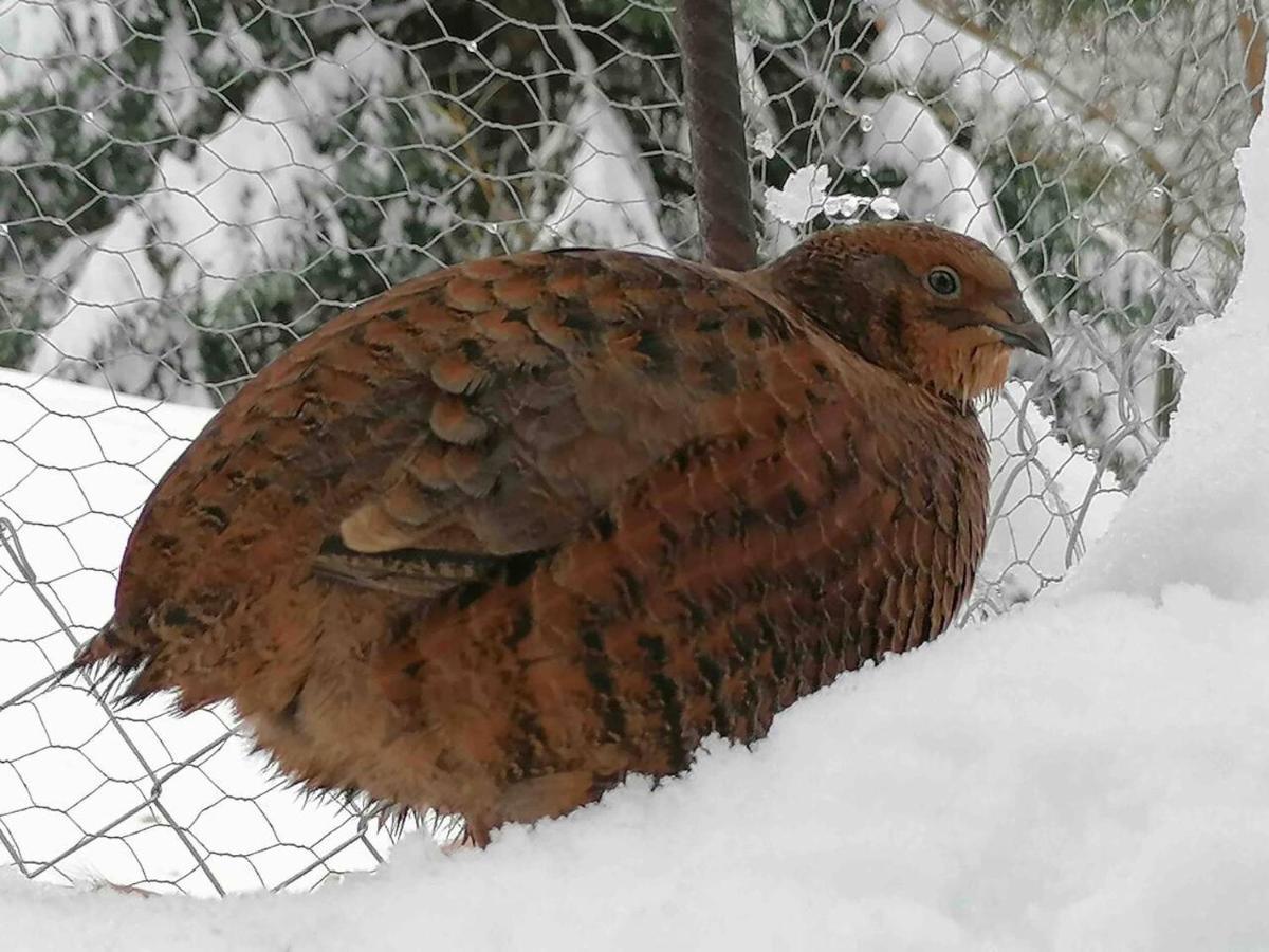 Appartamento Accogliente Di Montagna A Cavagnago Файдо Екстериор снимка